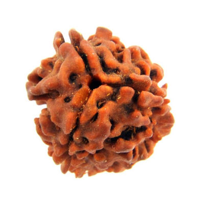 3 Mukhi Rudraksha